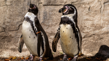 Ovo je najstariji pingvin na svetu!