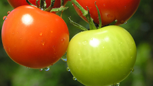 Zašto su se ljudi nekada davno plašili paradajza?