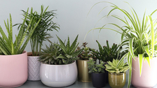 Sobne biljke koje najbolje čiste vazduh