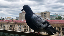 Golubovi vam opsedaju balkon? Ovo su biljke koje ih prirodno odbijaju