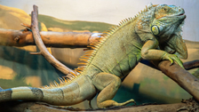 Kako su iguane prešle 8.000 kilometara da stignu do tropskog Fidžija?