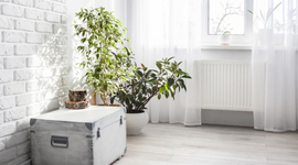 Koje biljke mogu da nam pomognu u hlađenju prostorija bez ventilatora ili klima-uređaja?