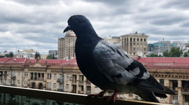 Golubovi vam opsedaju balkon? Ovo su biljke koje ih prirodno odbijaju
