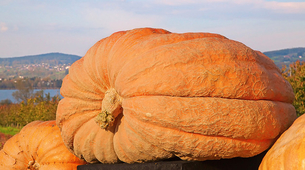 Amerikanac uzgajio bundevu težu od 1.120 kilograma