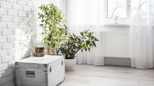 Koje biljke mogu da nam pomognu u hlađenju prostorija bez ventilatora ili klima-uređaja?