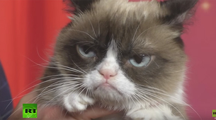 Grumpy cat dobila mesto u Madam Tiso