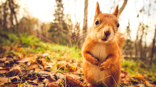 Da, veverice mogu biti smešne i zanimljive