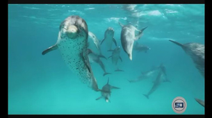 Da li ste znali ovih 10 činjenica o delfinima?