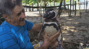 Neverovatno: Pingvin svake godine poseti spasioca
