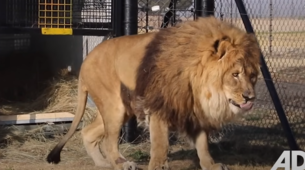 Najtužniji lav pronašao utočište: Pet godina je proveo u betonskoj ćeliji