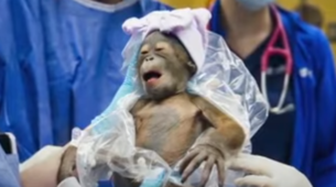 Borba za ugrožene vrste: Rođeno mladunče bornejskog orangutana