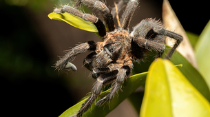 Otkrivena neobična vrsta tarantule električno plave boje