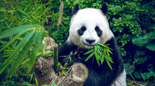 Džinovski panda ometao čišćenje