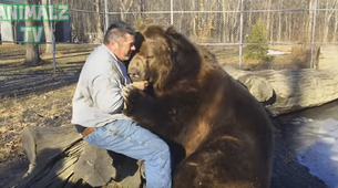 Umiljatiji od mačke: Medved od 700 kg obožava da se mazi