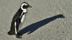 Pingvin unapređen u čin brigadira