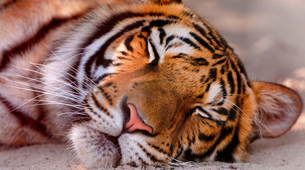 Zoološki vrt u Jagodini bogatiji za tri tigrića