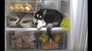 On zna kako da se rashladi: Dobrodošli u frižider