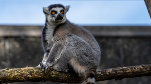 Nagrada 2100 dolara za nestalog lemura