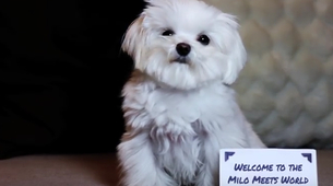 Ovaj pas će vas oduševiti (VIDEO)