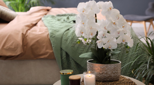 Postavite orhideje u vašu spavaću sobu