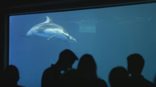Predivan prizior: Mama i beba delfin