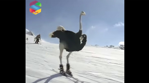I nojevi skijaju (VIDEO)