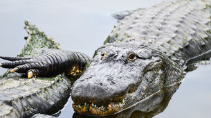 Australija: Uhvaćen krokodil težak 600 kilograma
