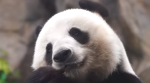 Džinovska panda stara 19 godina na svet donela blizance
