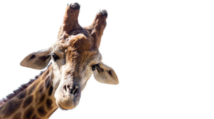 Pojava bele žirafe oduševila stanovnike