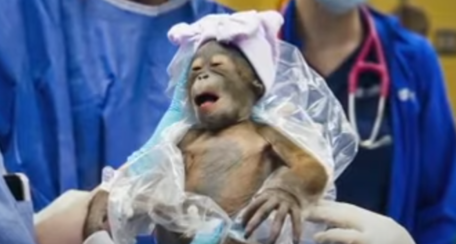 Borba za ugrožene vrste: Rođeno mladunče bornejskog orangutana