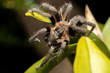 Otkrivena neobična vrsta tarantule električno plave boje